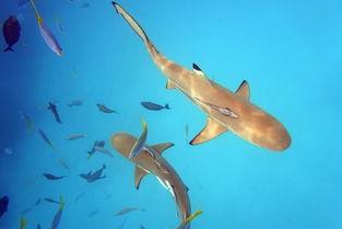 鲨鱼之城,深海探险之旅